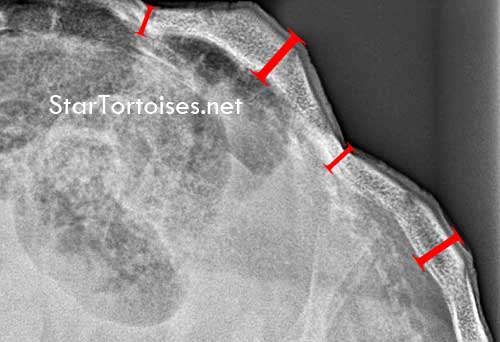 x-ray of pyramided tortoise carapace